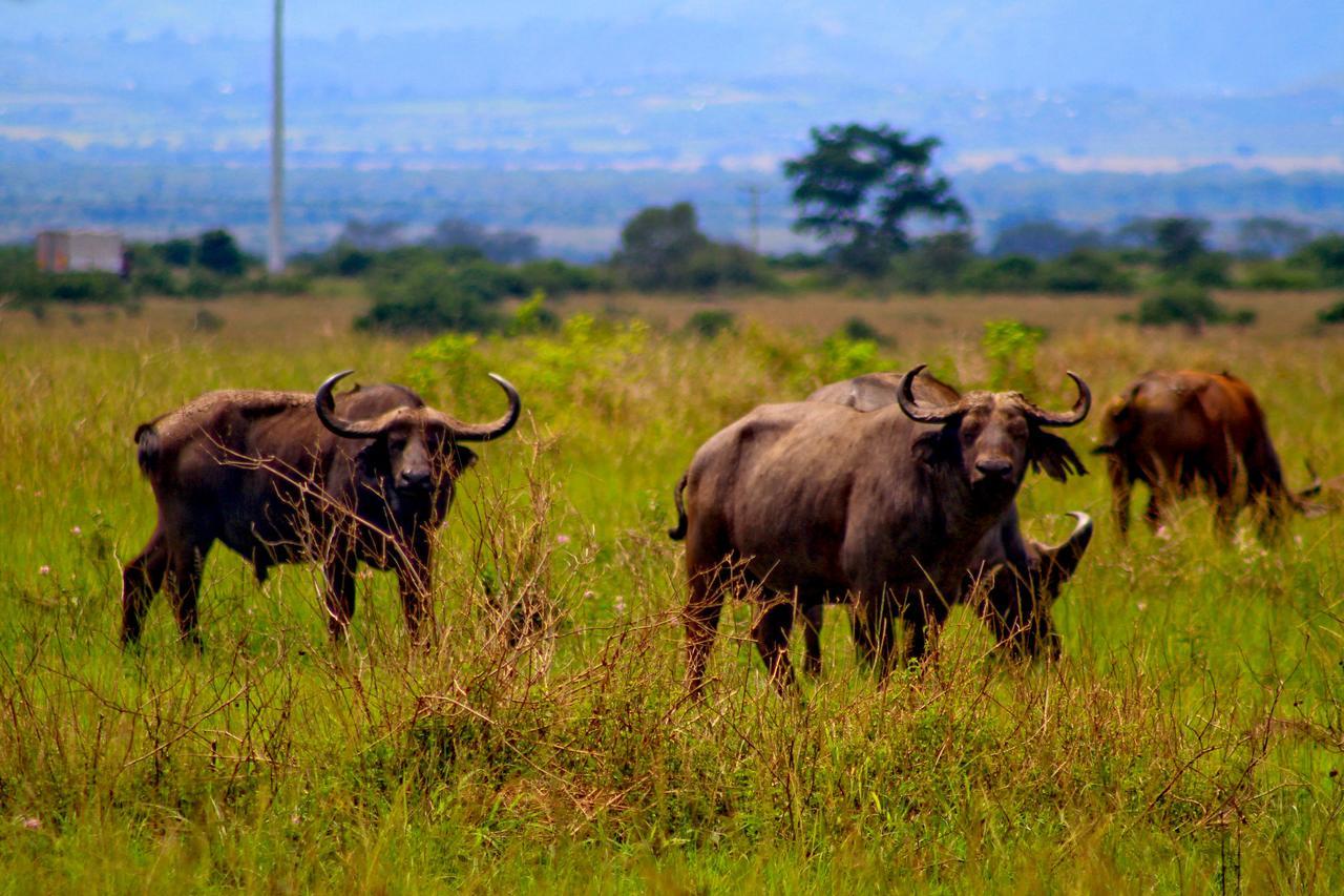 Wild Tracks Overland Camp Kasese Exterior foto